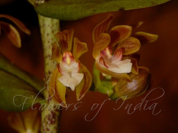 Thin Trichoglottis